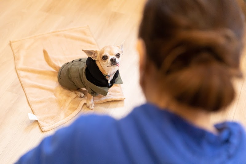 【大阪高槻市】犬の幼稚園すまいぬ ドッグトレーニング・しつけ・送迎あり