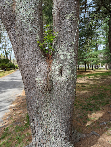 Park «Goodwill Park», reviews and photos, 416 Green St, Holliston, MA 02540, USA