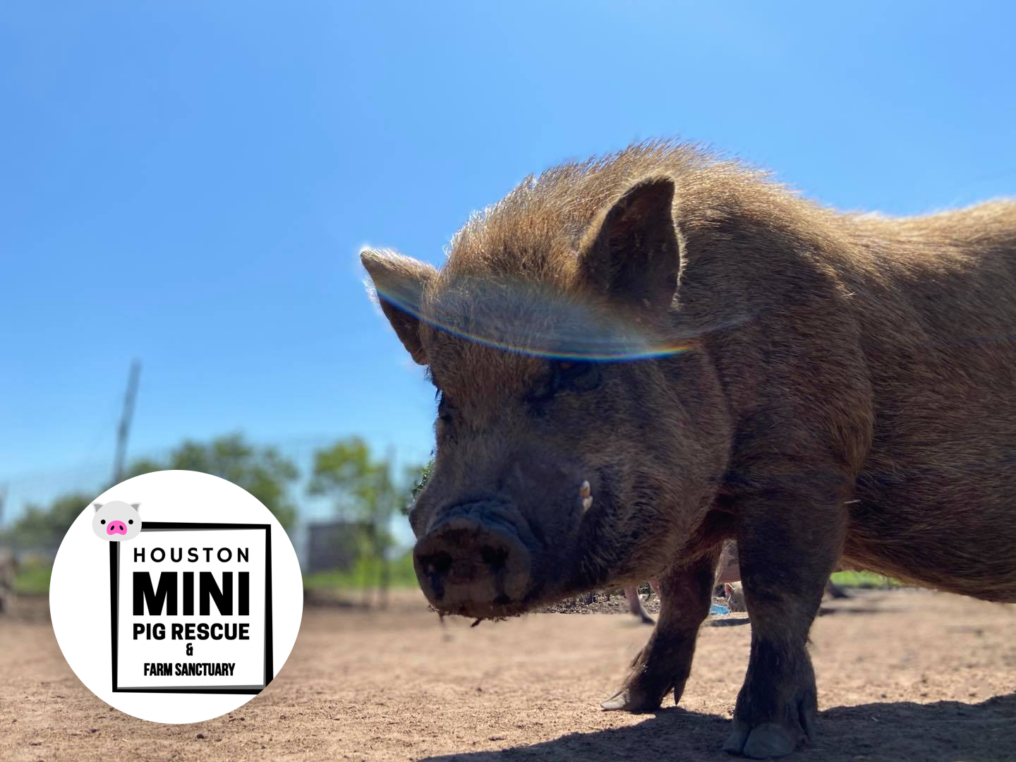 Houston Mini Pig Rescue and Farm Sanctuary