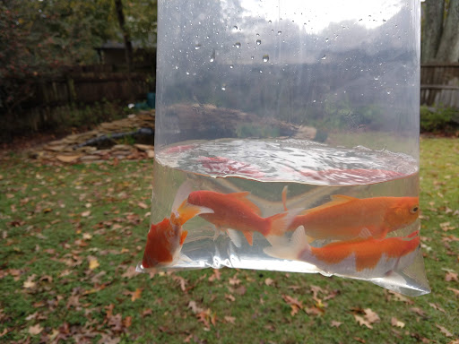 Ornamental Pond Fish, Inc.