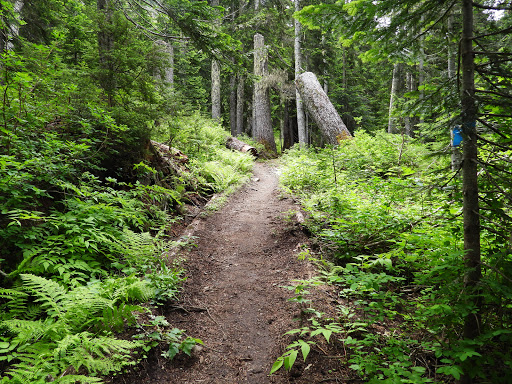 Pacific Crest Trail – Stevens Pass south trailhead