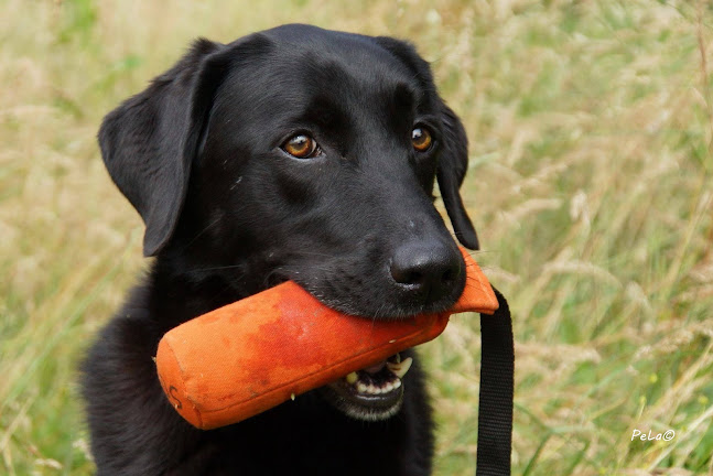 Kommentare und Rezensionen über Hundeschule HUNDESACHE