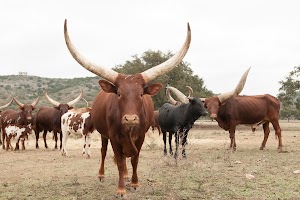 Ox Ranch - photo 14