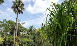 Caribbean Gardens