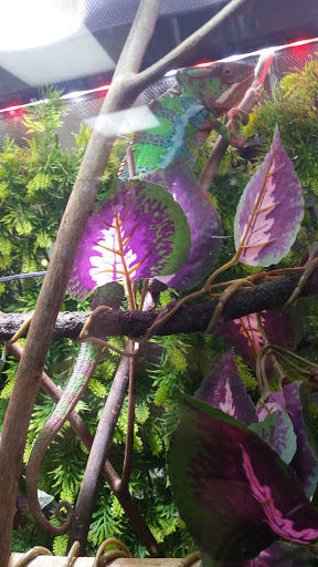 Reptile Store «The House Of Reptiles», reviews and photos, 5501-1 Beach Blvd, Jacksonville, FL 32207, USA