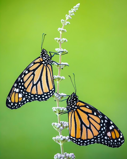 Roofing Contractor «Roof One», reviews and photos, 275 S Telegraph Rd, Pontiac, MI 48341, USA