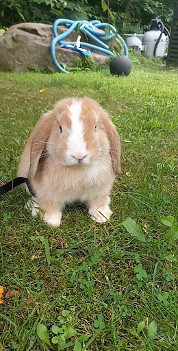 Pet Supply Store «Pet Palace Inc», reviews and photos, 253 Scranton Carbondale Hwy, Scranton, PA 18508, USA