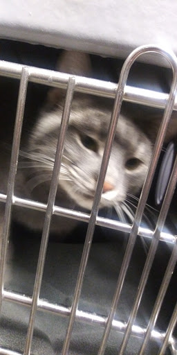 Pet Store «PetSmart», reviews and photos, 3957 Vineyard Dr, Dunkirk, NY 14048, USA