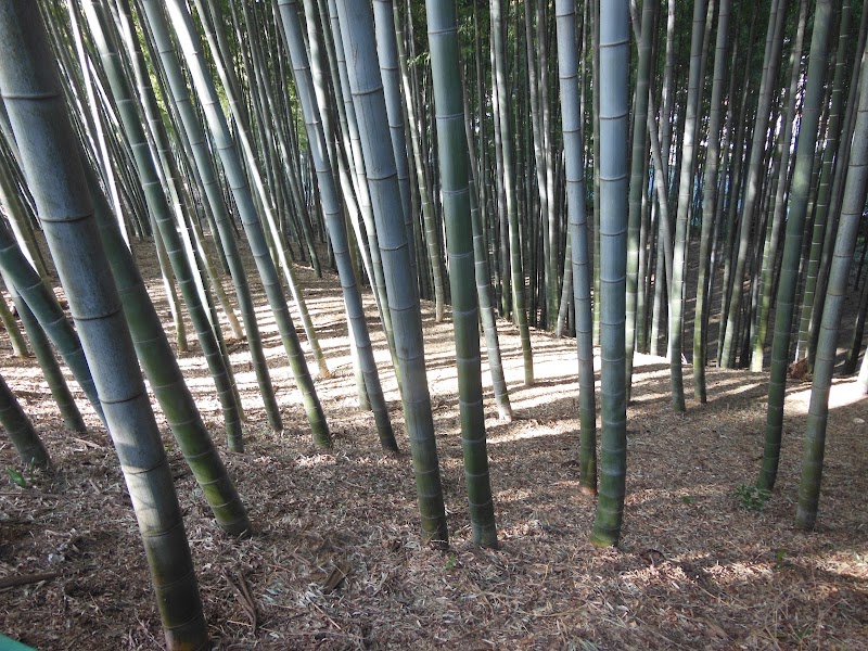 安房須神社の竹林