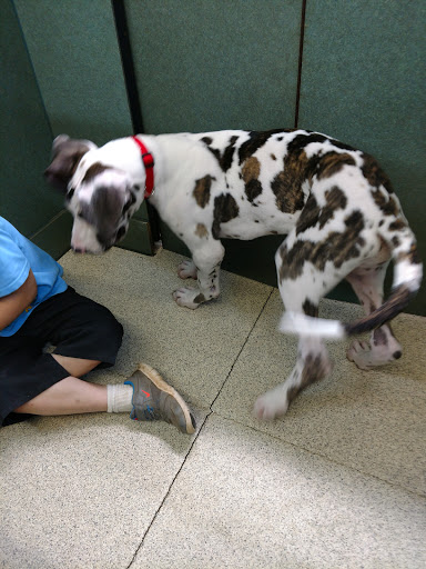 Pet Store «Petland Montgomery», reviews and photos, 7127 Eastchase Pkwy, Montgomery, AL 36117, USA