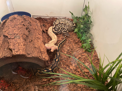 Pet Store «Miles of Exotics», reviews and photos, 8350 N Broadway, Kansas City, MO 64118, USA