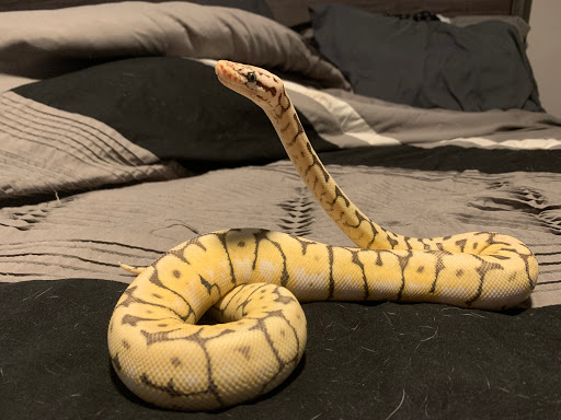 Pet Supply Store «Pet Den», reviews and photos, 1209 Nederland Ave, Nederland, TX 77627, USA