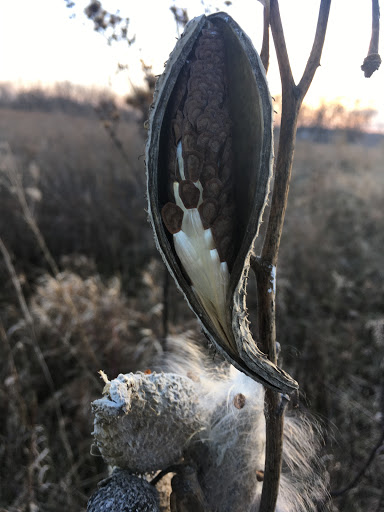 Nature Preserve «Arthur L. Janura Forest Preserve», reviews and photos, IL-58, Elgin, IL 60120, USA