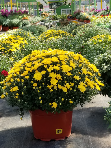 Florist «Dutch & Olgas Greenhouse», reviews and photos, 1285 NJ-36, Hazlet, NJ 07730, USA