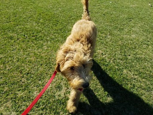 City Park «Celebration Park», reviews and photos, 701 Angel Pkwy, Allen, TX 75002, USA