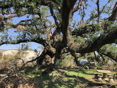 Historic Sallier Oak