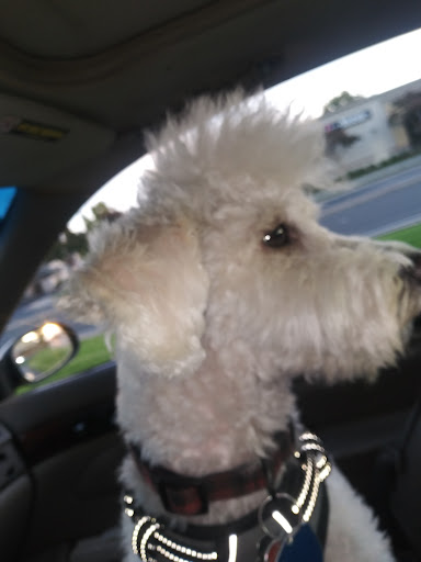 Pet Supply Store «PetSmart», reviews and photos, 4655 Century Blvd, Pittsburg, CA 94565, USA