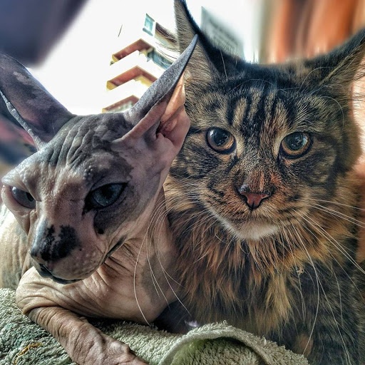 La Clínica Veterinaria de Jose en Algeciras