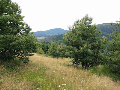 Fôret du Grandbeau à Saint-Alban-d'Ay