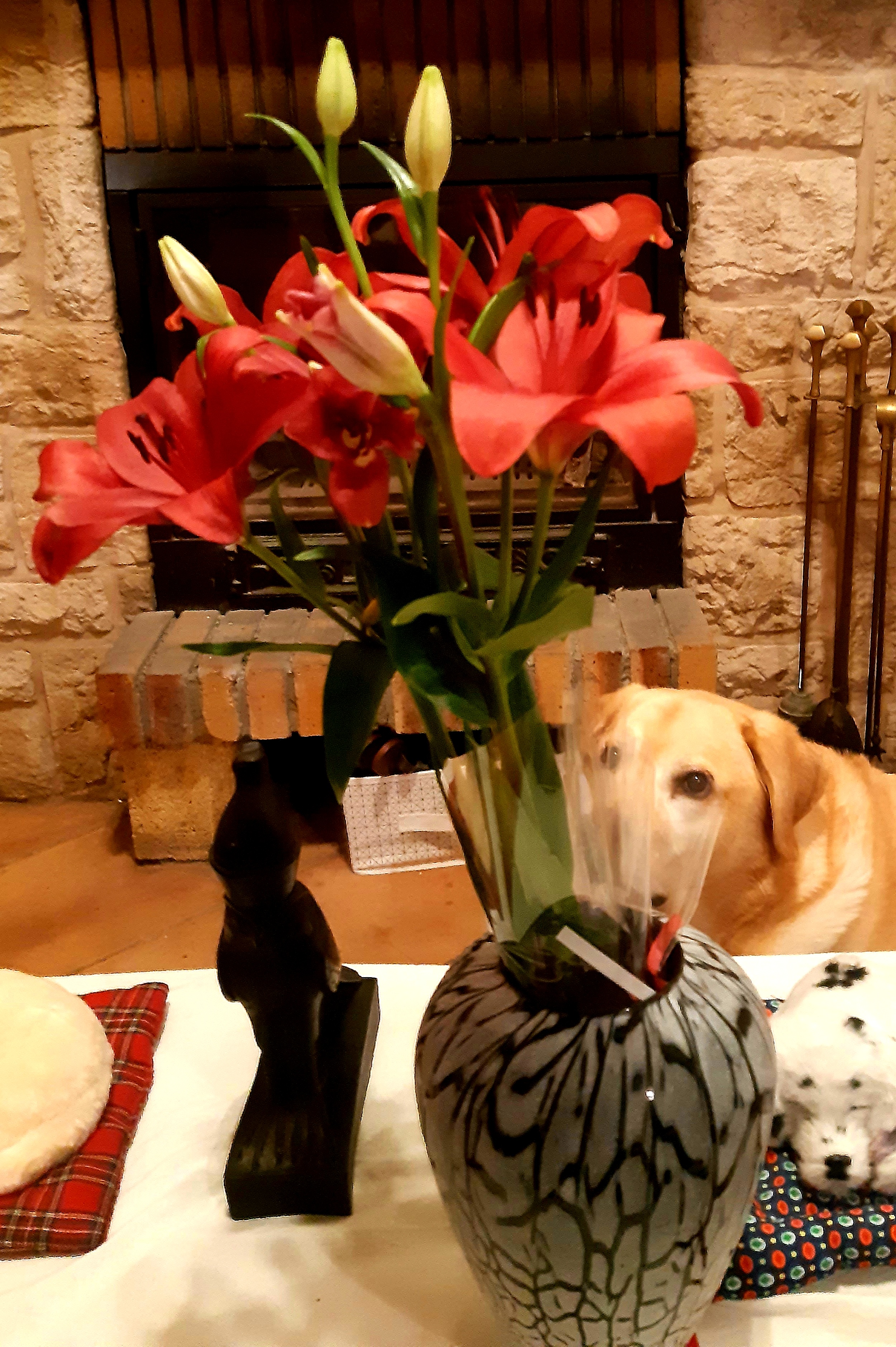 Photo n° 1 de l'avis de MiniLazy. fait le 16/01/2023 à 17:52