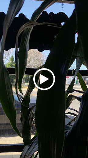 Explore dnr tattoo ideas, creative tattoo ideas in Beaumont, available at Roots Tattoo Studio