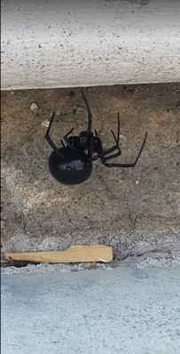 EnviroPest - Photo 3 - Car repair in Englewood, CO, Denver