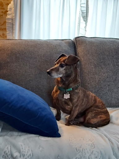 Animal Hospital of Tiffin LLC image