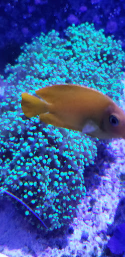 Tropical Fish Store «Marine Solutions», reviews and photos, 20 Triad S Dr, St Charles, MO 63304, USA