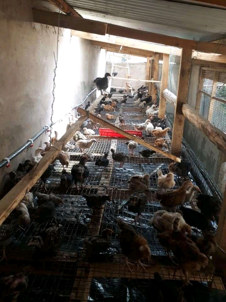 Yotham poultry farm