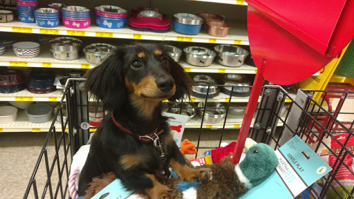 Pet Supply Store «PetSmart», reviews and photos, 534 US-441, Lady Lake, FL 32159, USA
