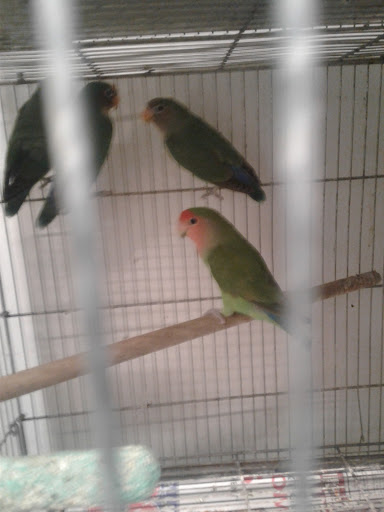 Pet Store «El Granero Pet Shop», reviews and photos, 15700 Atlantic Ave, Compton, CA 90221, USA