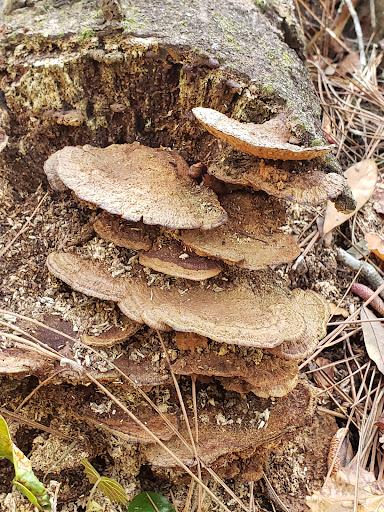 Nature Preserve «Gator Creek Reserve», reviews and photos, 9725 US Hwy 98 N, Lakeland, FL 33809, USA
