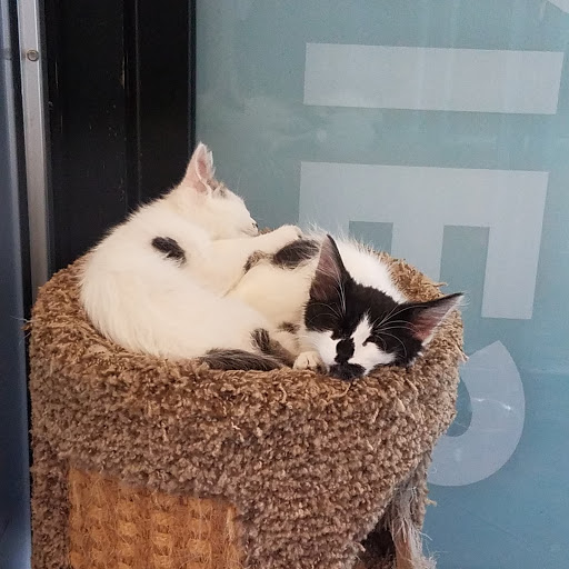 Pet Adoption Service «Found Animals Adopt & Shop», reviews and photos, 353 Lakewood Center Mall, Lakewood, CA 90712, USA