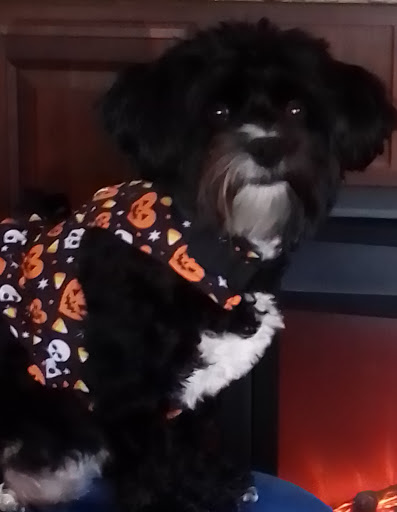 Pet Supply Store «PetSmart», reviews and photos, 10129 Crossing Way #450, Denham Springs, LA 70726, USA