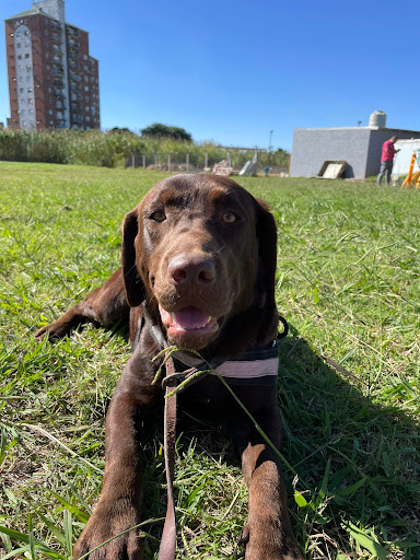 Escuela de Perros Guía Argentinos