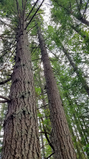 Park «Wildcat Lake County Park», reviews and photos, 9205 NW Holly Rd, Bremerton, WA 98312, USA