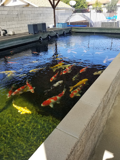 Koi Outlet