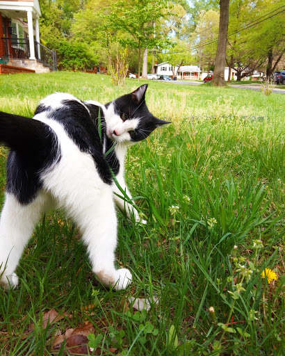 Pet Supply Store «Petco Animal Supplies», reviews and photos, 1507 Rockville Pike, Rockville, MD 20852, USA