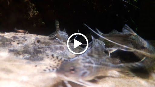 Aquarium «Wonders Of Wildlife National Museum & Aquarium», reviews and photos, 500 W Sunshine St, Springfield, MO 65807, USA