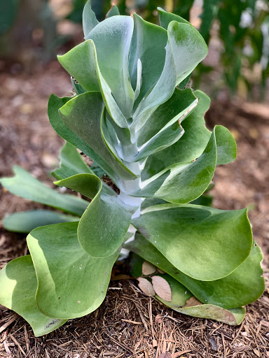 Tourist Attraction «Gruene Historic District», reviews and photos, 1601 Hunter Rd, New Braunfels, TX 78130, USA