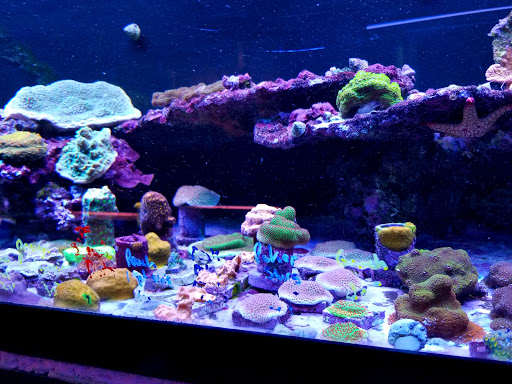 Pet Store «Pet Connection», reviews and photos, 29551 Five Mile Road, Livonia, MI 48154, USA