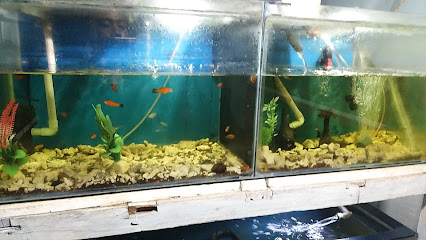 Adiba Aquarium