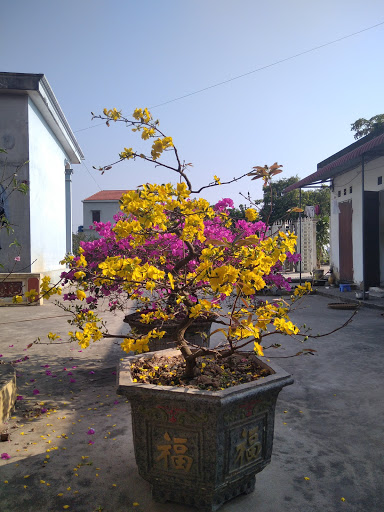 Đinh nghi giống cây nông nghiệp