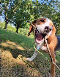 Alpha Instincts Dog Training - Photo 6 - Car repair in Huntsville, AL, Huntsville