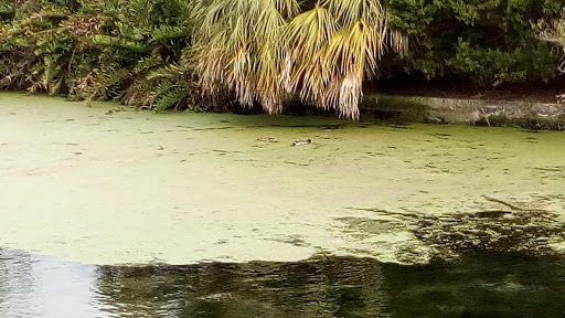 Park «Wall Springs Park», reviews and photos, 3725 Desoto Blvd, Palm Harbor, FL 34683, USA