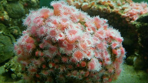 Aquarium «Seaside Aquarium», reviews and photos, 200 N Prom, Seaside, OR 97138, USA