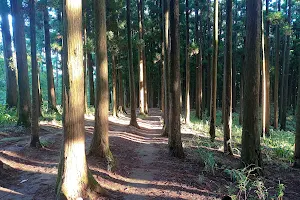 Malki Forest image
