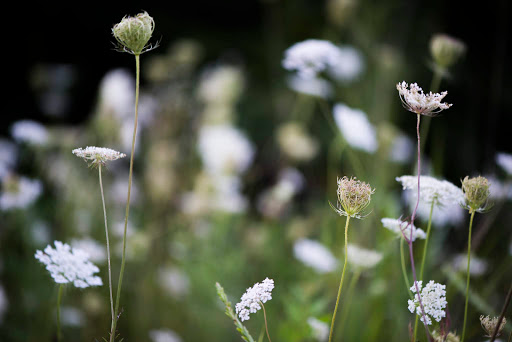 National Park «Stones River National Battlefield», reviews and photos, 3501 Old Nashville Hwy, Murfreesboro, TN 37129, USA