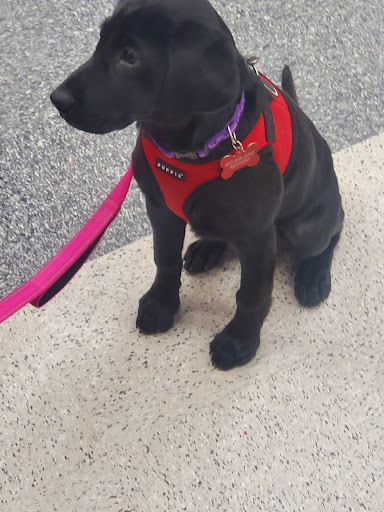 Pet Supply Store «Petco Animal Supplies», reviews and photos, 35 Fort Eddy Rd, Concord, NH 03301, USA