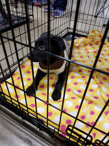 Pet Supply Store «PetSmart», reviews and photos, 2017 N Prospect Ave, Champaign, IL 61822, USA